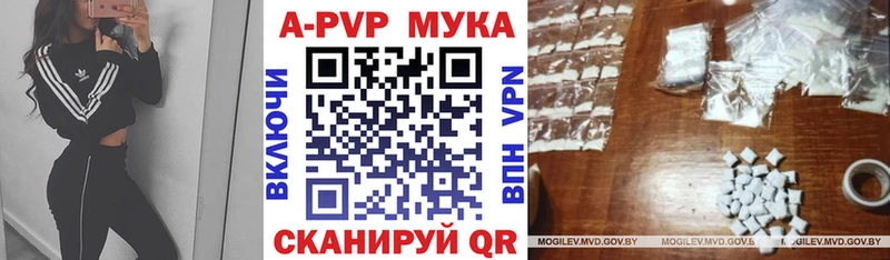Альфа ПВП СК КРИС  Кизилюрт 